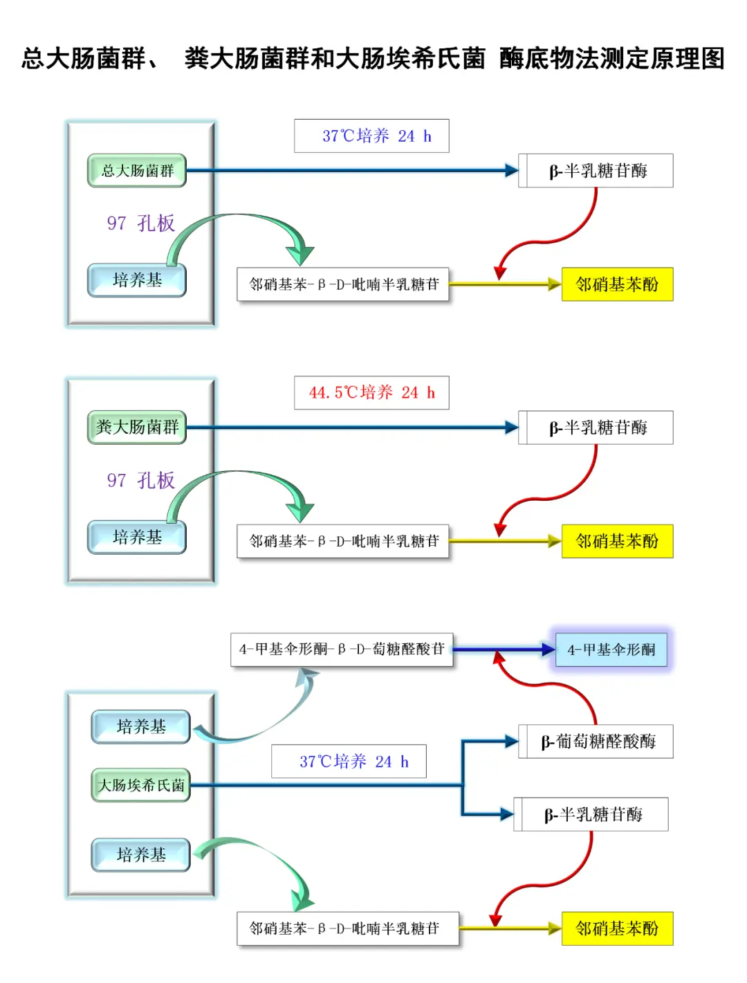 总大肠菌群、粪大肠菌群和大肠埃希氏菌 酶底物法测定原理图