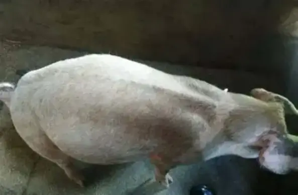 猪魏氏杆菌病图像