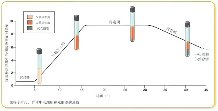 通过 OD 值(光密度)判断细菌生长阶段 通过 OD 值(光密度)判断细菌生长阶段