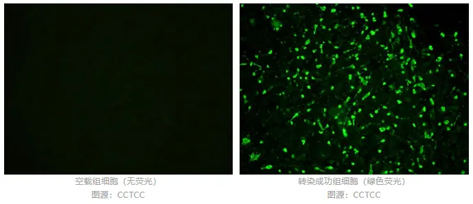 检测与阳性 / 阴性 对照不可少