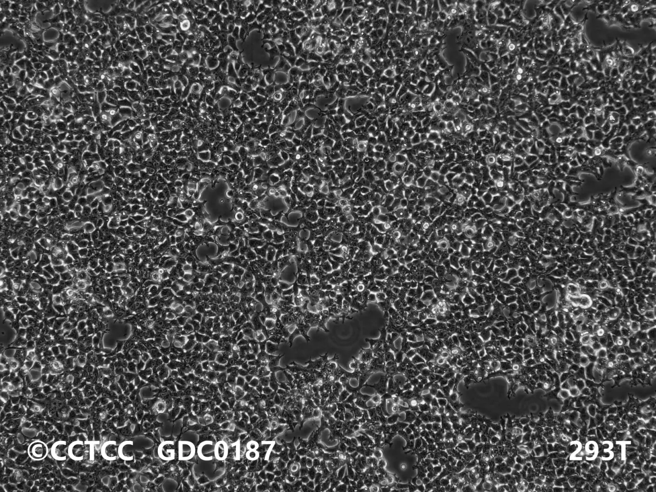 293T（图源：CCTCC）此细胞密度在90%以上，密度过高不建议进行转染实验