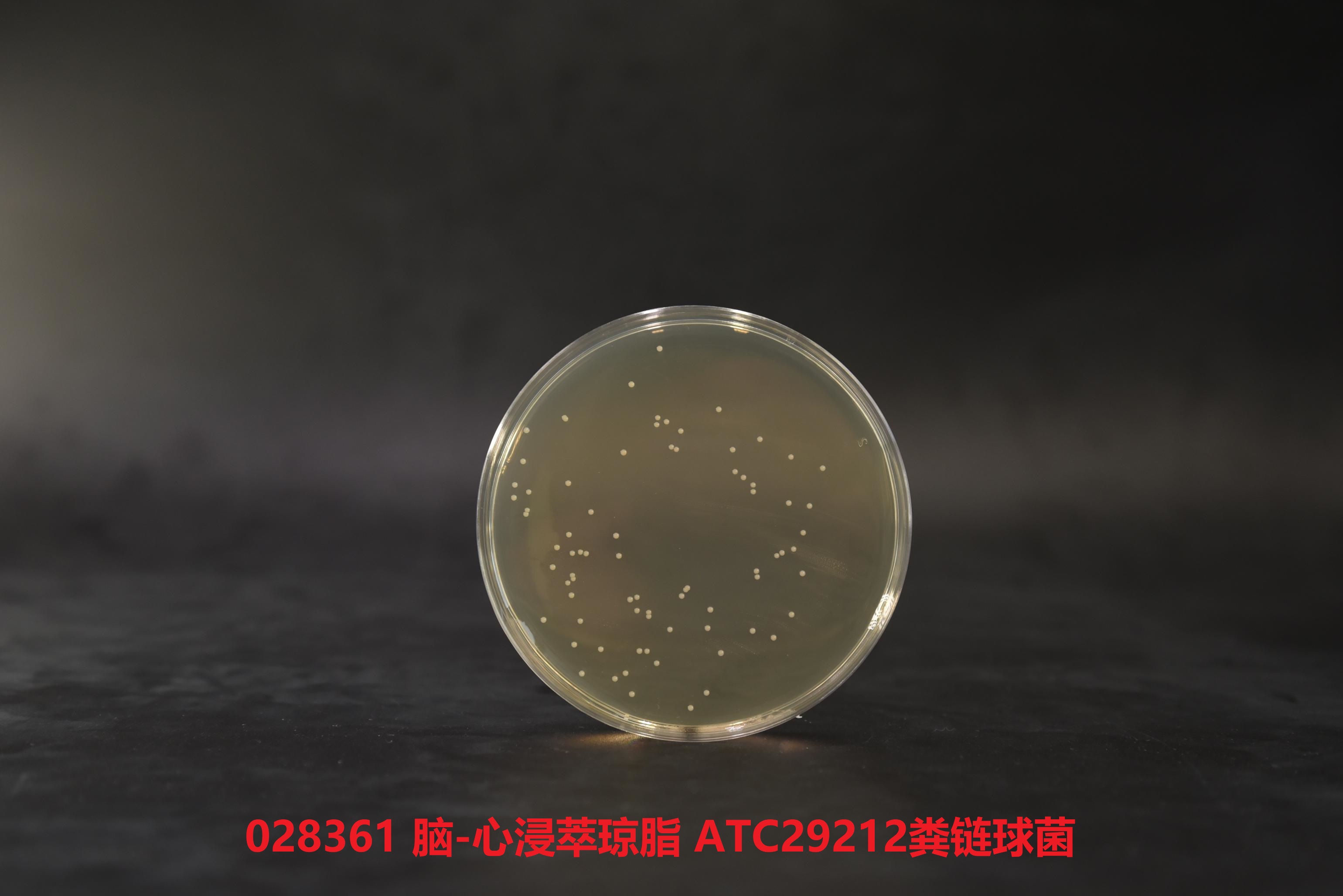 粪肠球菌ATCC29212