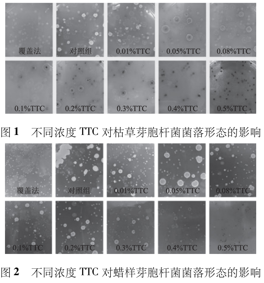 不同浓度 TTC 对枯草芽胞杆菌和蜡样芽胞杆菌菌落形态的影响