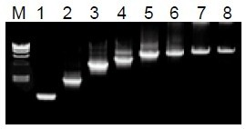 50μL 扩增体系中，λDNA 为模板，扩增 1kb~20kb 片段。