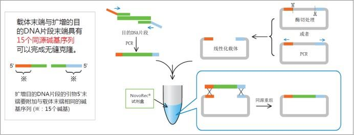 plus One step PCR Cloning Kit反应原理