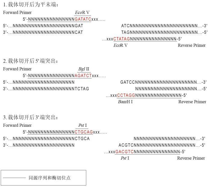 引物设计