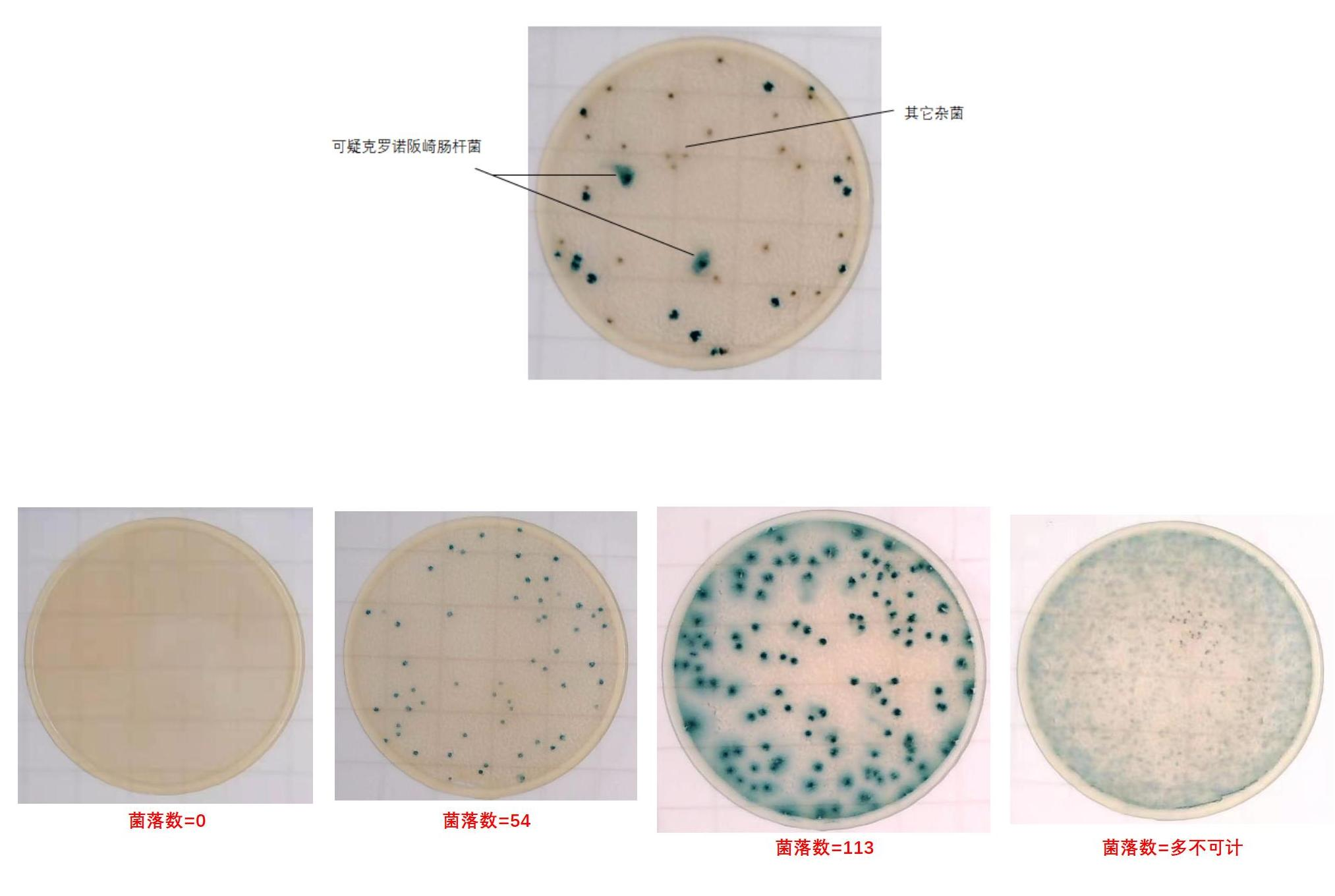 克罗诺阪崎肠杆菌测试片判读手册