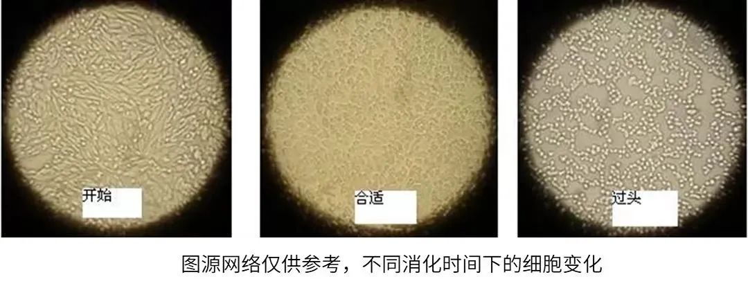 不同消化时间下的细胞变化