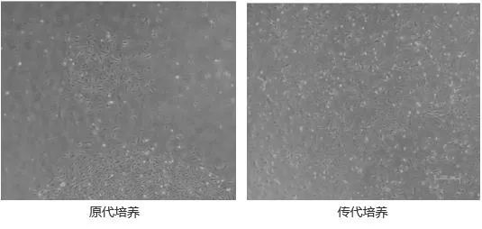 原代细胞和传代细胞的区别