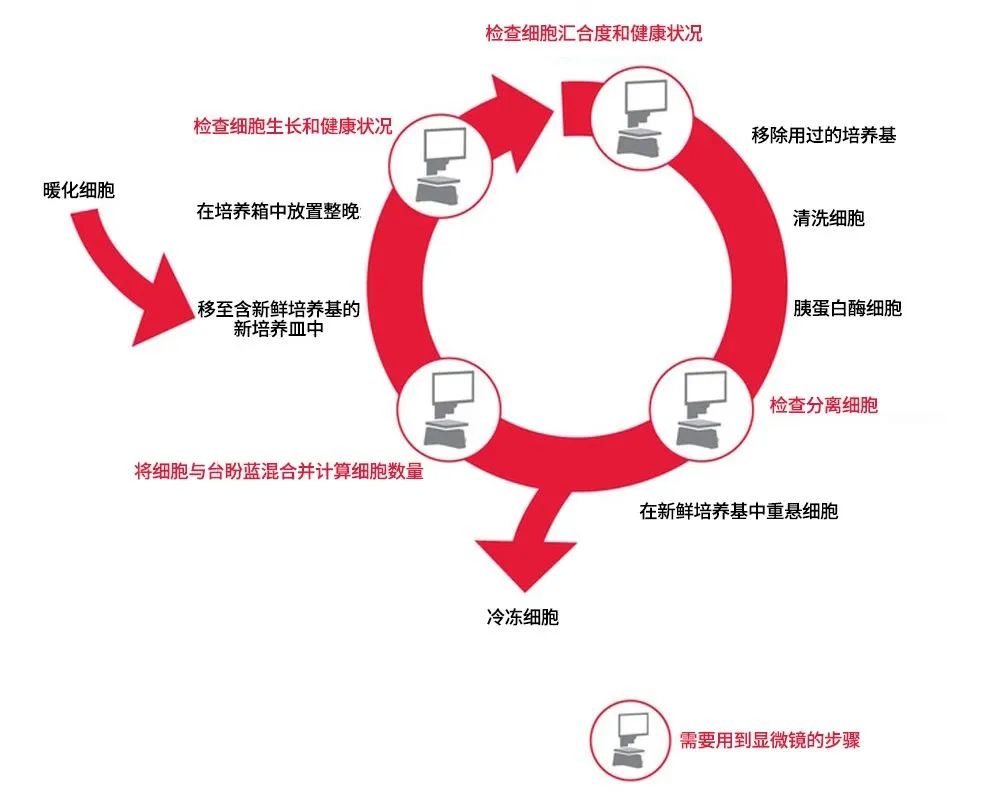 传代培养工作流程中标红的步骤表示需要使用显微镜检查