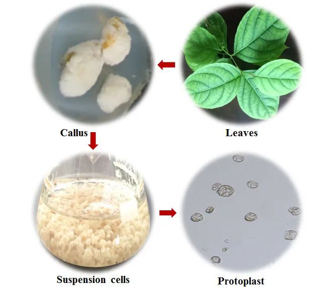 图片来源：植物学报