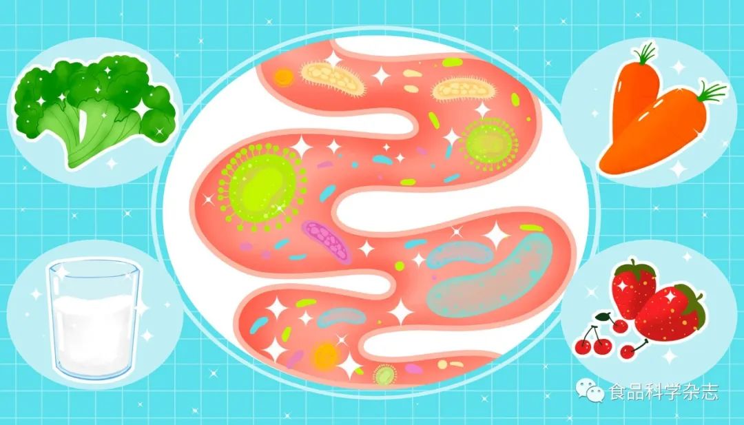 《食品科学》：广东省科学院吴清平院士、谢新强研究员等：功能益生菌对代谢综合征的治疗作用及其机制研究进展