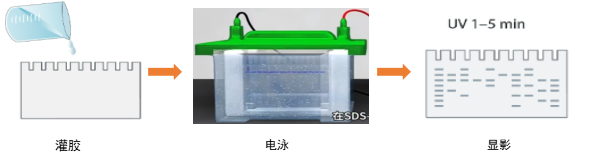 免染SDS-PAGE胶使用过程