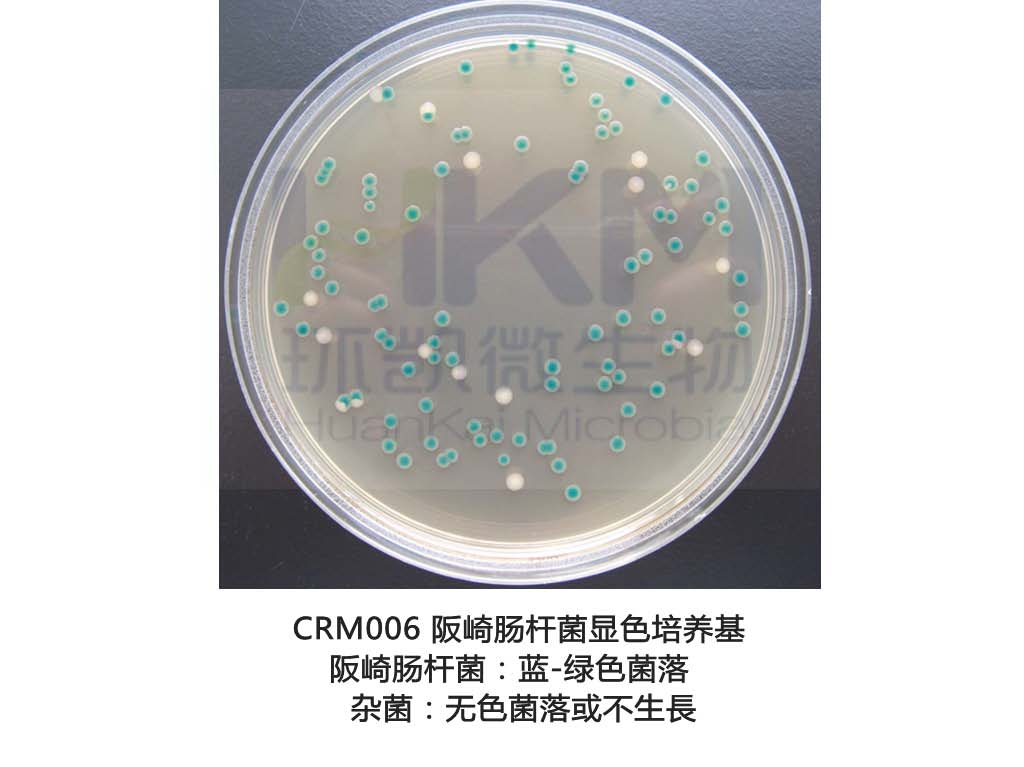 阪崎肠杆菌：蓝-绿色菌落