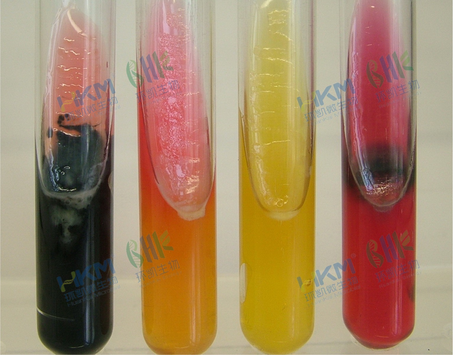 022080 三糖铁琼脂培养基(TSI)(GB/SN/FDA) 生化鉴定试验 022080 三糖铁琼脂培养基(TSI)(GB/SN/FDA) 生化鉴定试验