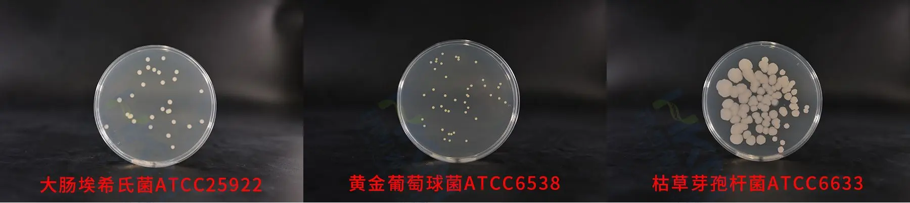 平板计数琼脂(PCA)质控菌株生物图册 平板计数琼脂(PCA)质控菌株生物图册