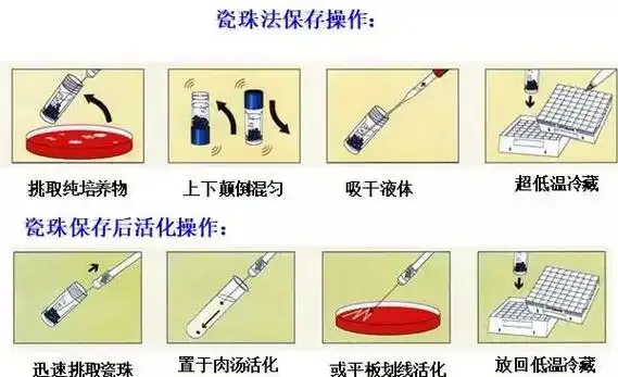 瓷珠法保存操作