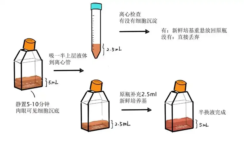 冻存与复苏图解