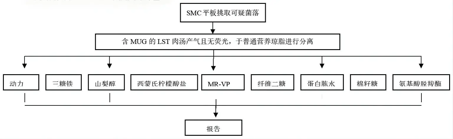 大肠埃希氏菌O157:H7生化鉴定程序图