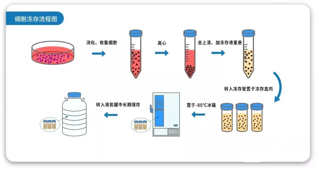细胞冻存流程图