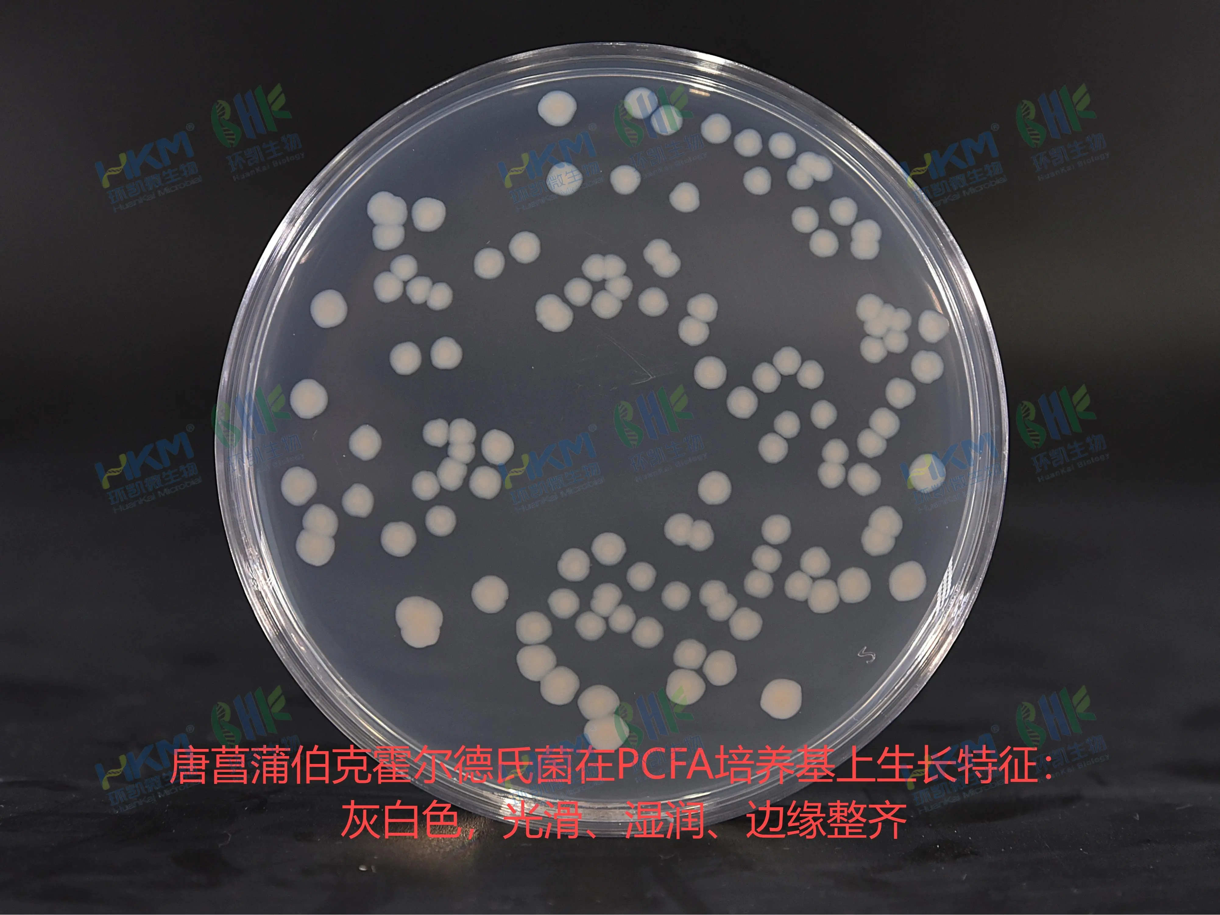 唐菖蒲伯克霍尔德氏菌在PCFA培养基上生长特征：灰白色、光滑、湿润、边缘整齐