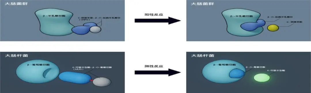 环凯生物酶底物法检测系统特点