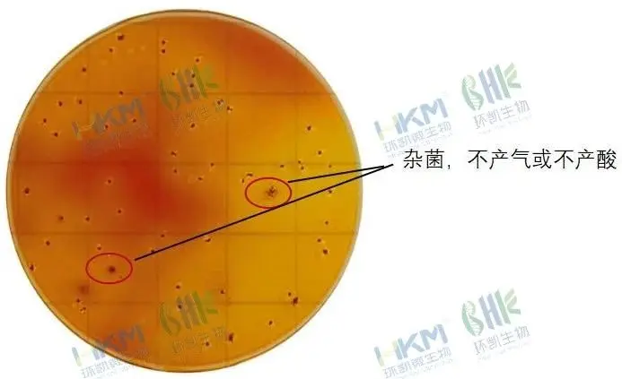阳性菌与背景菌落区分明显