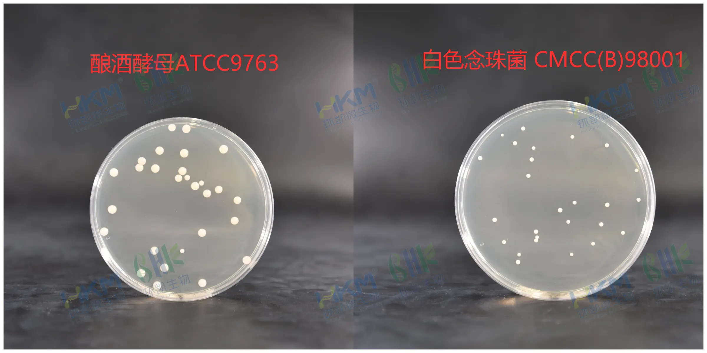 酵母浸出粉胨葡萄糖琼脂培养基(YPD)菌落特征