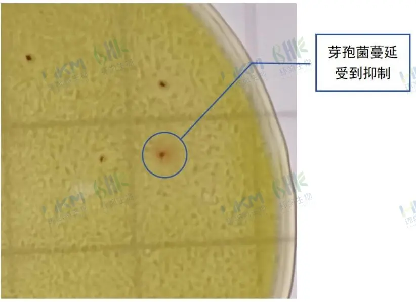24小时内芽孢菌菌落生长直径不超过3mm