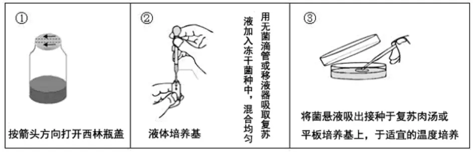 冻干菌种白色念珠菌复苏示意图