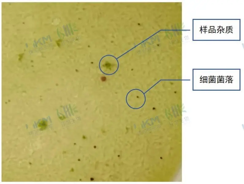 菌落与杂质易于区别