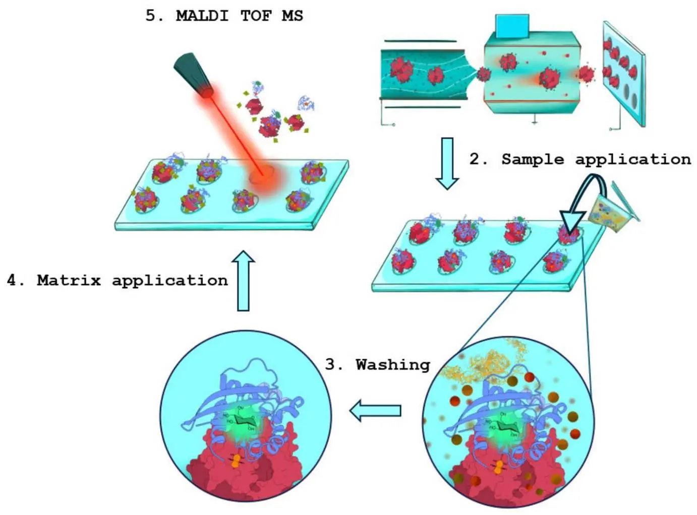 优化后的 MALDI - TOF - MS 检测毒素 B 活性的工作流程