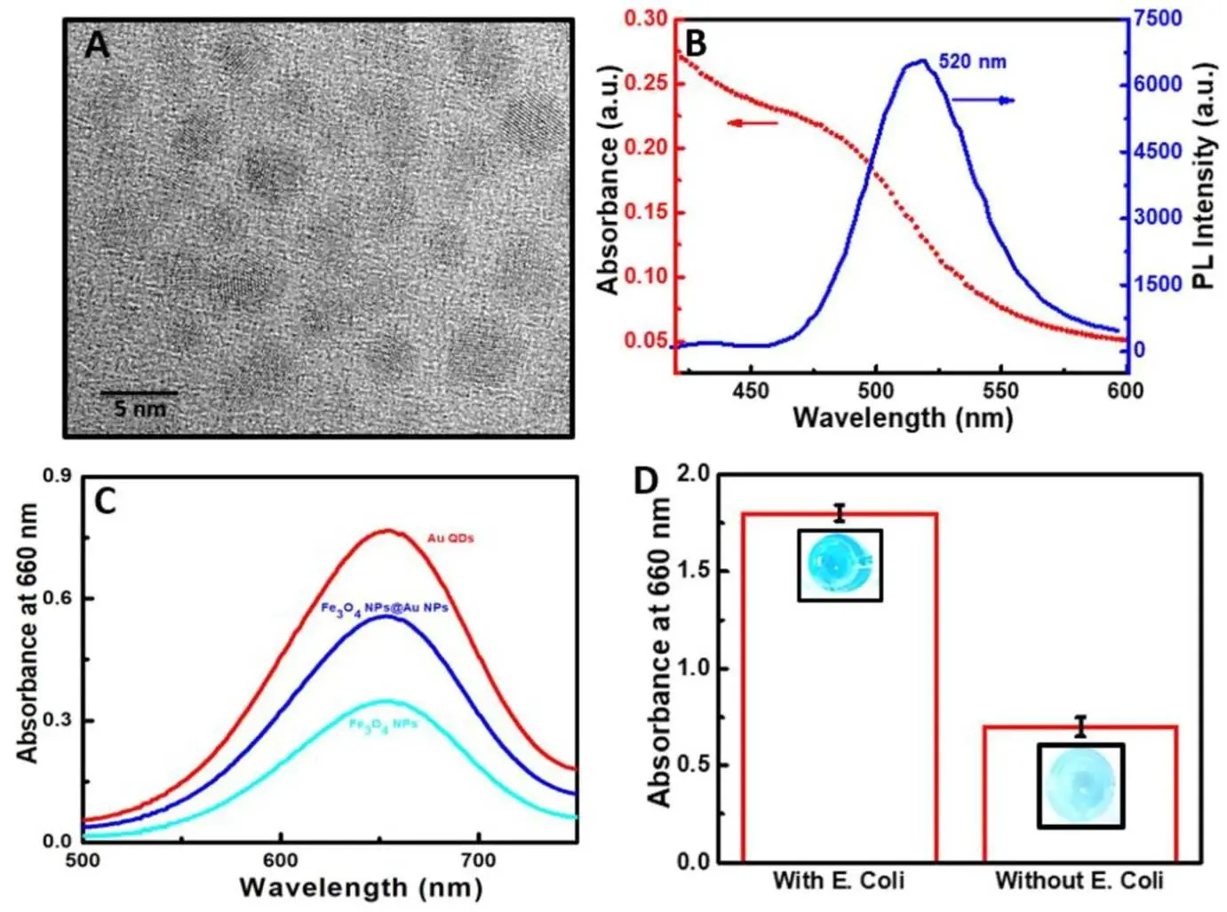 HR-TEM 显示 Au 量子点球形；光谱确认其吸光度 470 nm、发射峰 520 nm；大肠杆菌存在下纳米酶活性增强