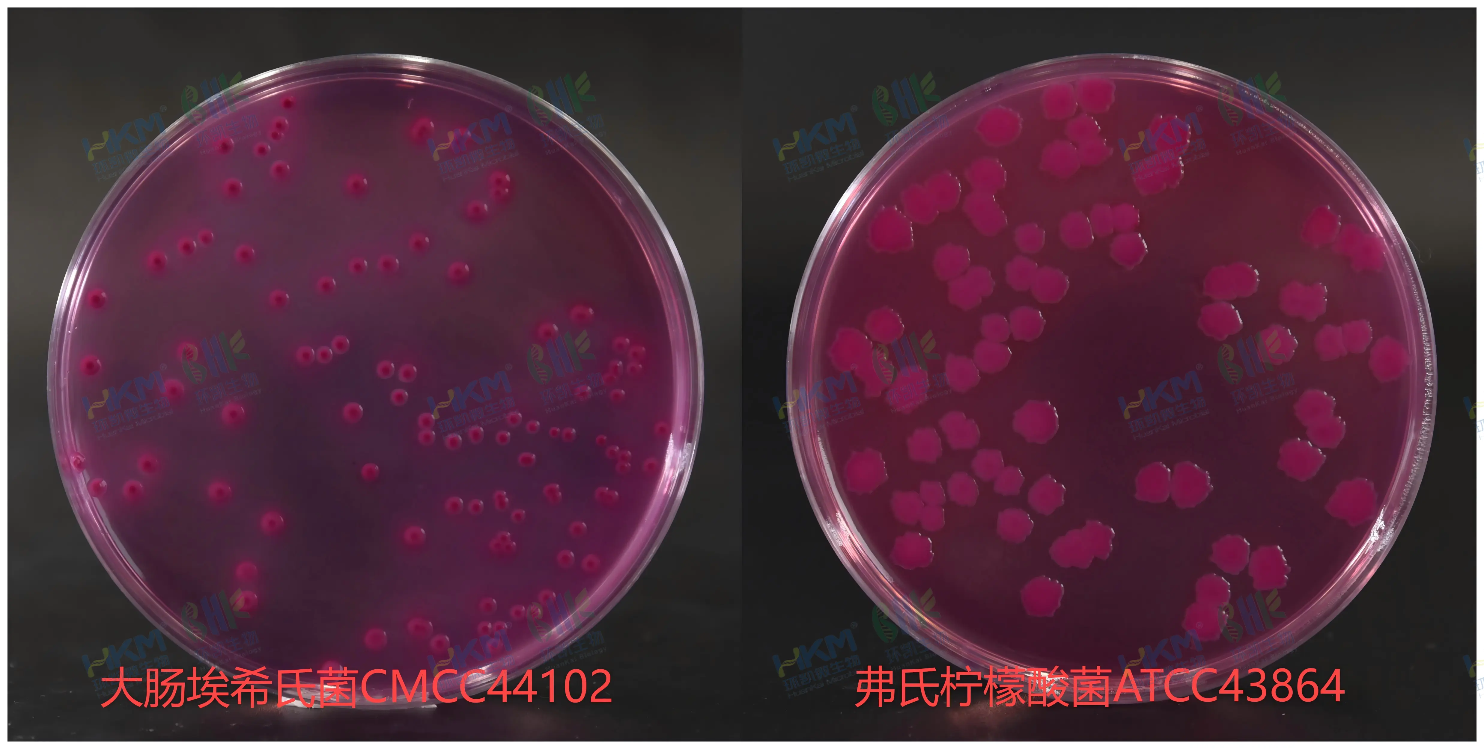 结晶紫中性红胆盐琼脂(VRBA)平板菌落特征 结晶紫中性红胆盐琼脂(VRBA)平板菌落特征