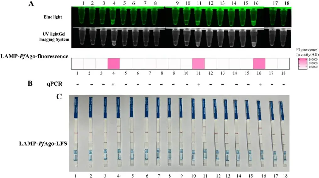 采用qPCR、LAMP-PfAgo荧光检测法和LAMP-PfAgo-LFS检测法对食品源样本进行验证