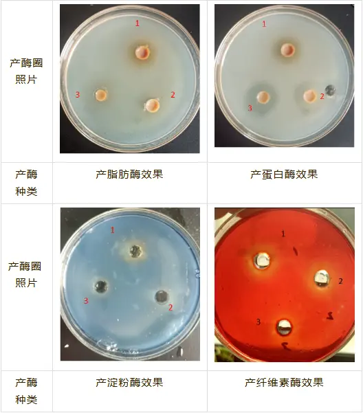 不同生产批次克乐奈斯产品产酶圈直径图片