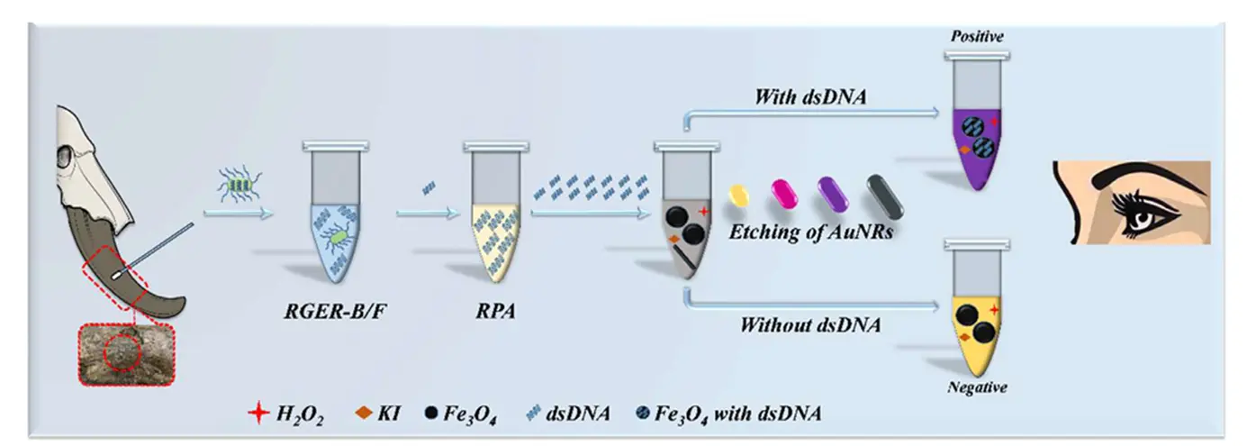 用于检测目标微生物的 VMD-Nano 系统