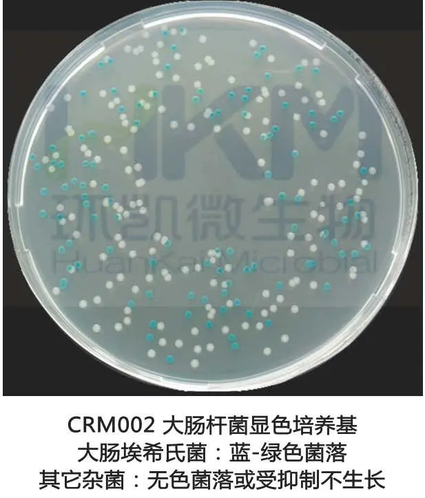 大肠杆菌显色培养菌落特征