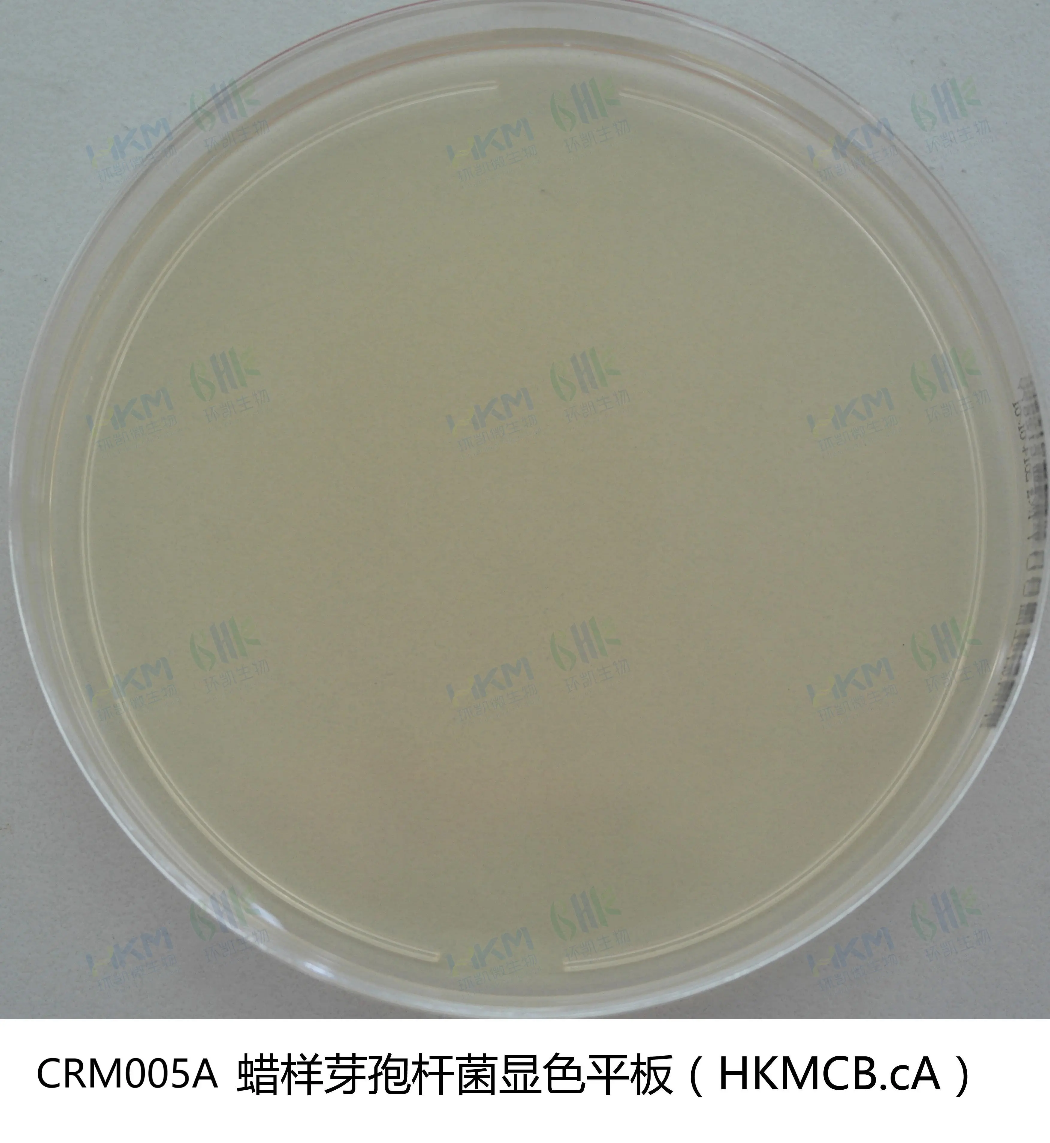 蜡样芽孢杆菌显色平板培养基 蜡样芽孢杆菌显色平板培养基