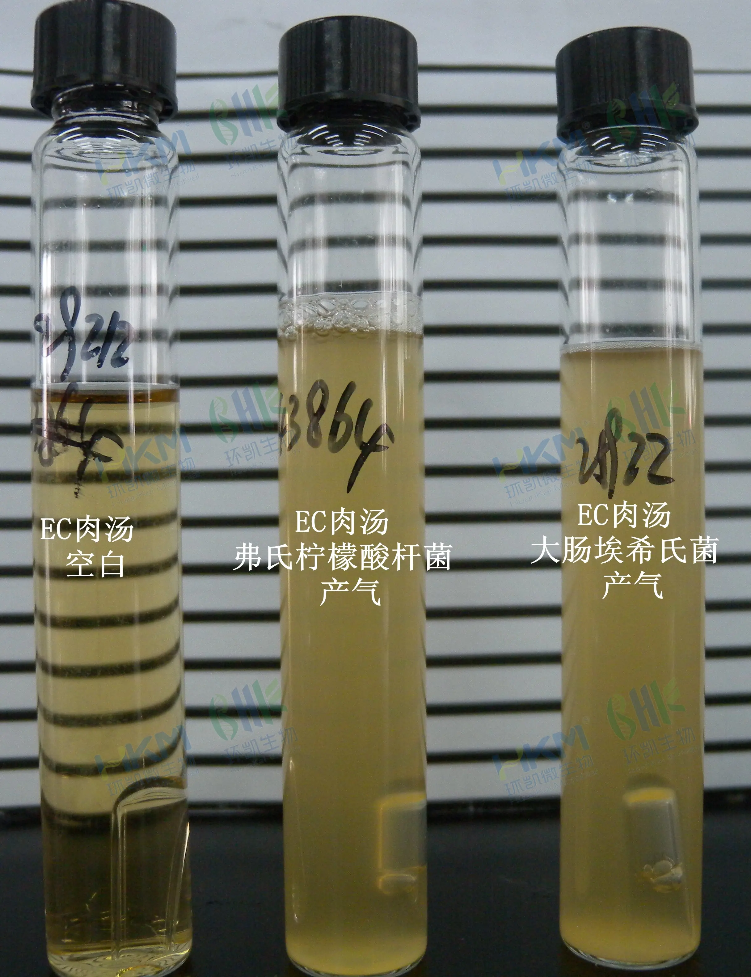 EC肉汤培养管大肠埃希菌CMCC(B)44102 产气且混浊 EC肉汤培养管大肠埃希菌CMCC(B)44102 产气且混浊