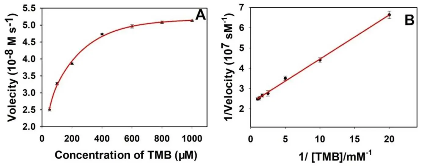 动力学分析显示 Cu-CN 单原子纳米酶对 TMB 催化效率高，米氏常数低