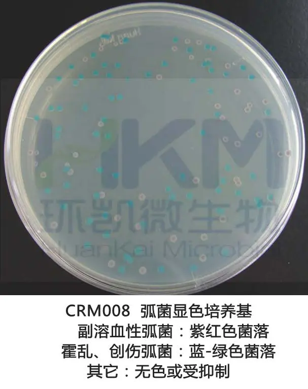 弧菌显色培养基菌落特征:副溶血性弧菌为紫红色菌落,霍乱创伤弧菌为蓝绿色菌落 弧菌显色培养基菌落特征:副溶血性弧菌为紫红色菌落,霍乱创伤弧菌为蓝绿色菌落