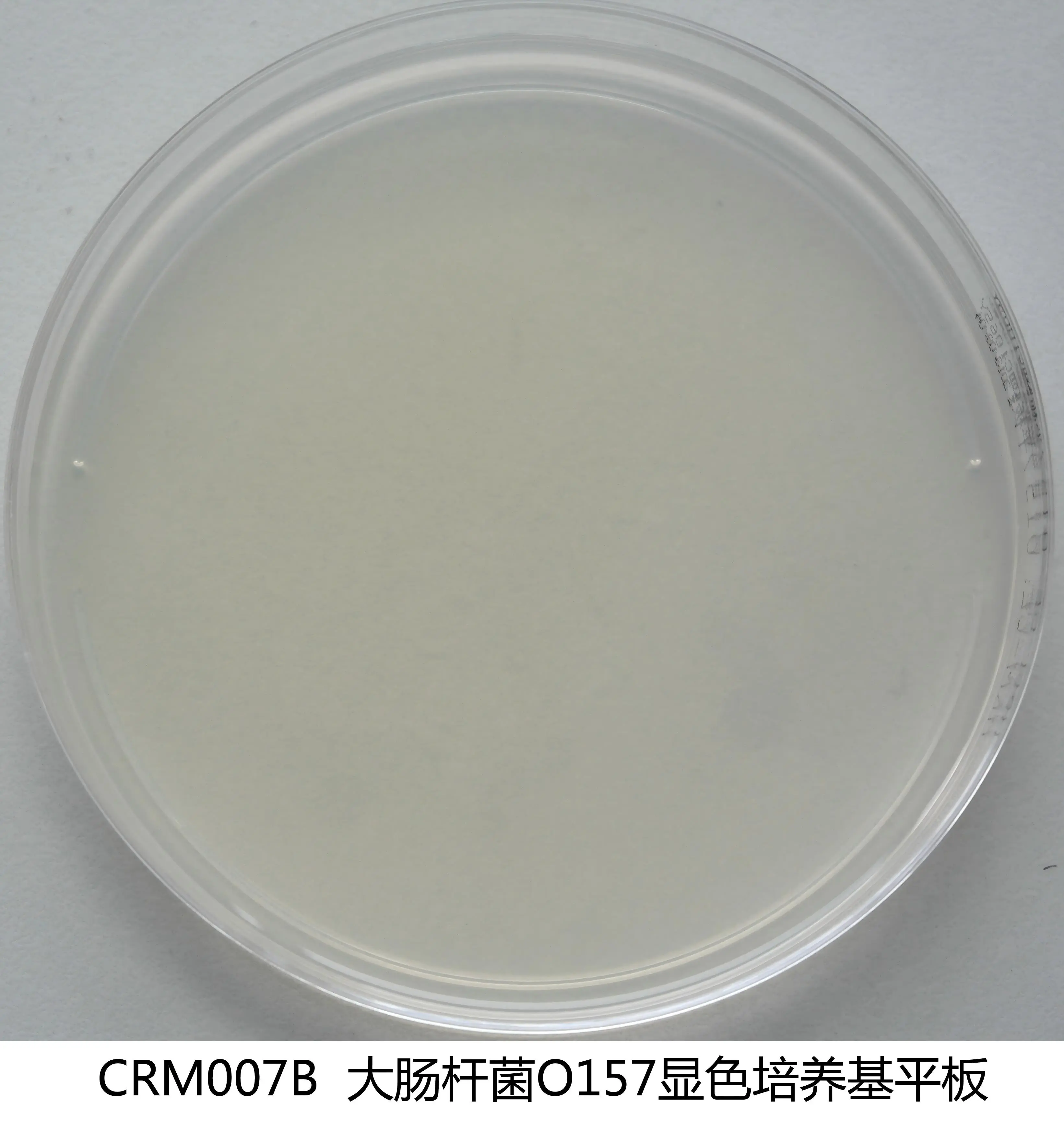 大肠杆菌O157显色平板培养基 大肠杆菌O157显色平板培养基