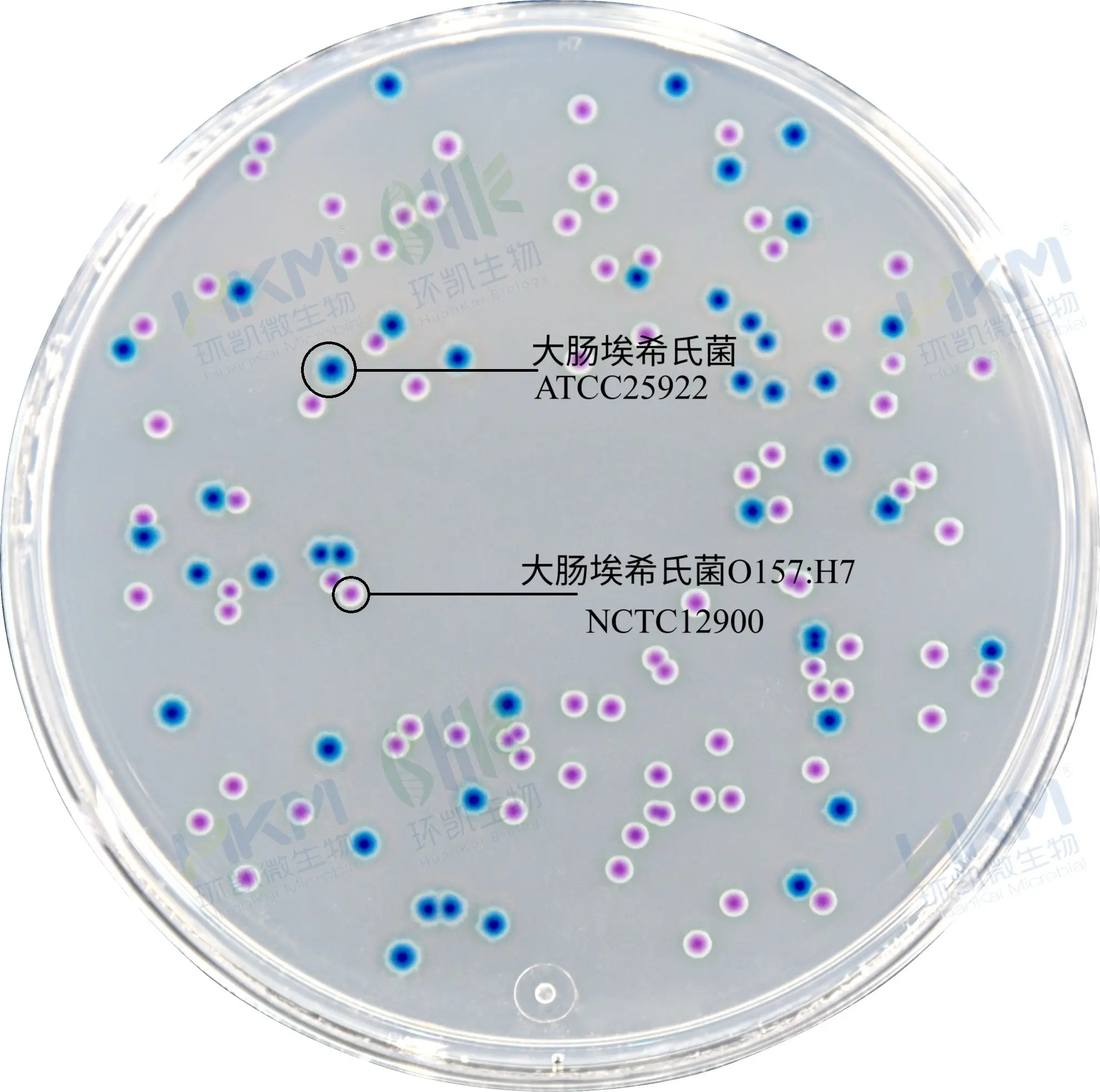 大肠杆菌O157显色平板培养基
