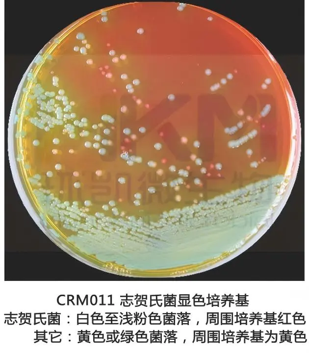 志贺氏菌显色培养基生物图册