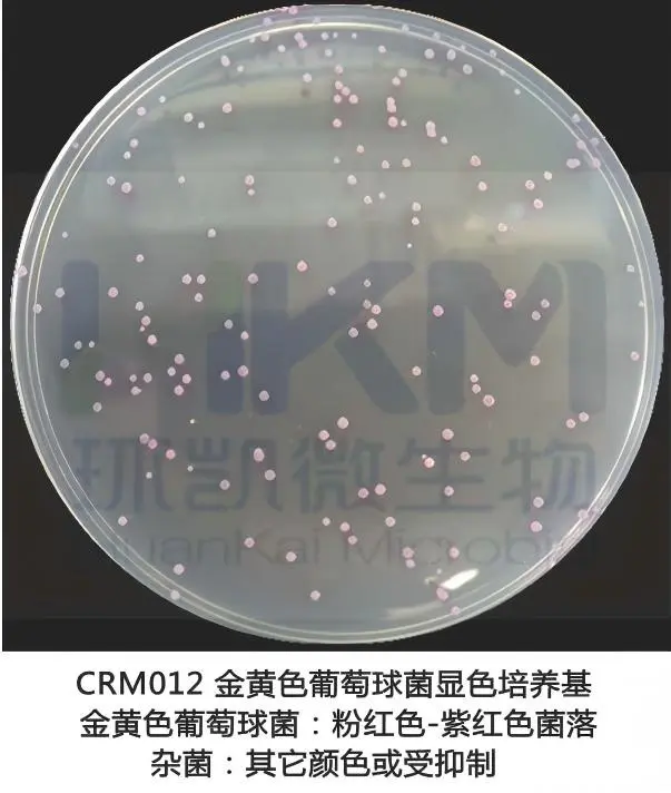 金黄色葡萄球菌显色培养基菌落特征 金黄色葡萄球菌显色培养基菌落特征