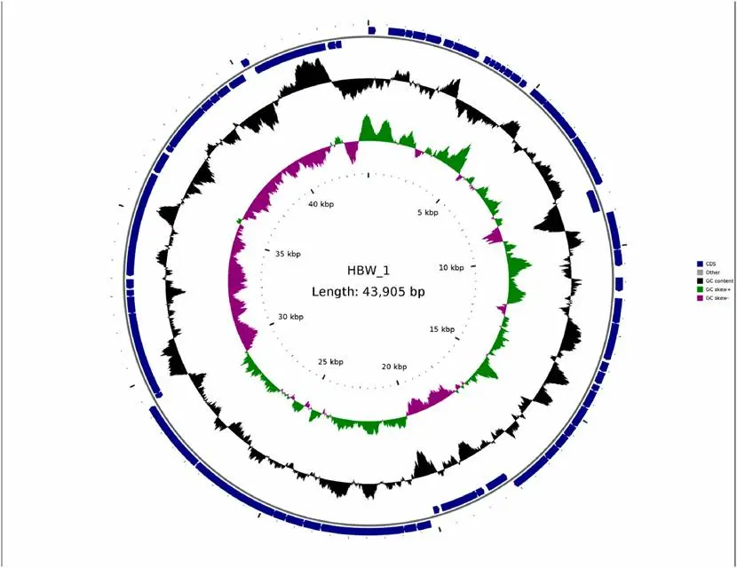 噬菌体 HBW-1 的基因组圈图