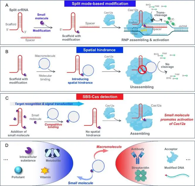 空间阻塞分裂 CRISPR-Cas12a 系统的方案