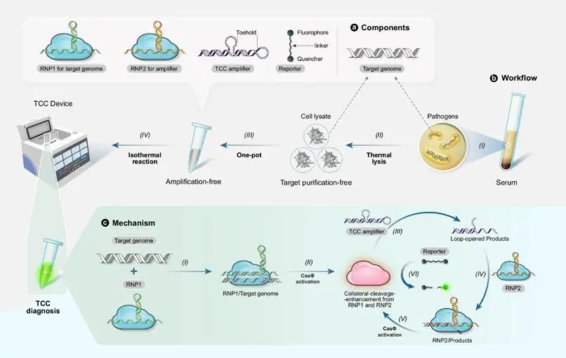 无靶标扩增侧支切割增强CRISPR-CasΦ方法工作流程和作原理图示