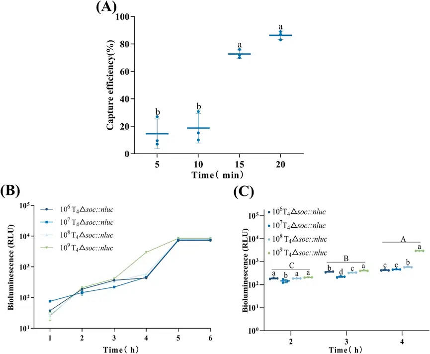 图6 优化用于检测大肠杆菌的噬磁性纳米载体和生物发光报告基因,优化(A)捕获时间、(B)噬菌体浓度和(C)报告基因的检测时间,捕获效率(%)计算如下 图6 优化用于检测大肠杆菌的噬磁性纳米载体和生物发光报告基因,优化(A)捕获时间、(B)噬菌体浓度和(C)报告基因的检测时间,捕获效率(%)计算如下